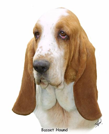 Basset Hound 8K92D-07_2.JPG
